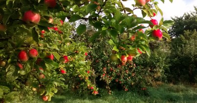 IMG_20150902_082650223